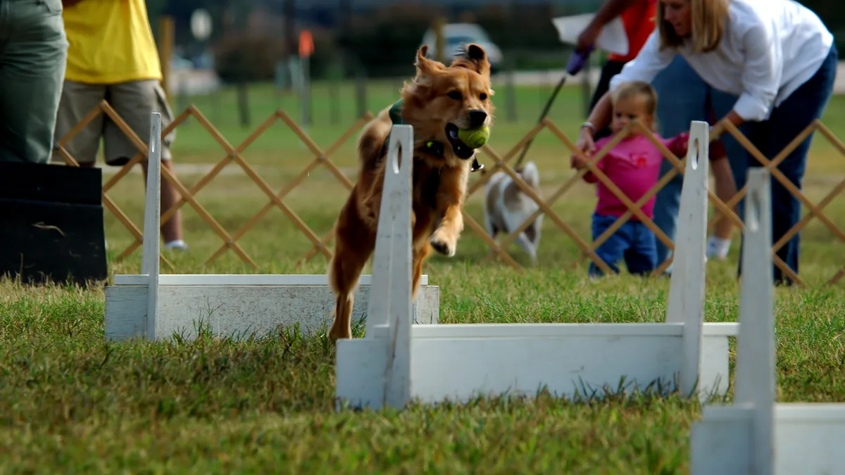 Golden retriever sprinting on grass with action frozen by fast shutter speed Golden retriever running showing aperture vs shutter speed freeze in outdoor light