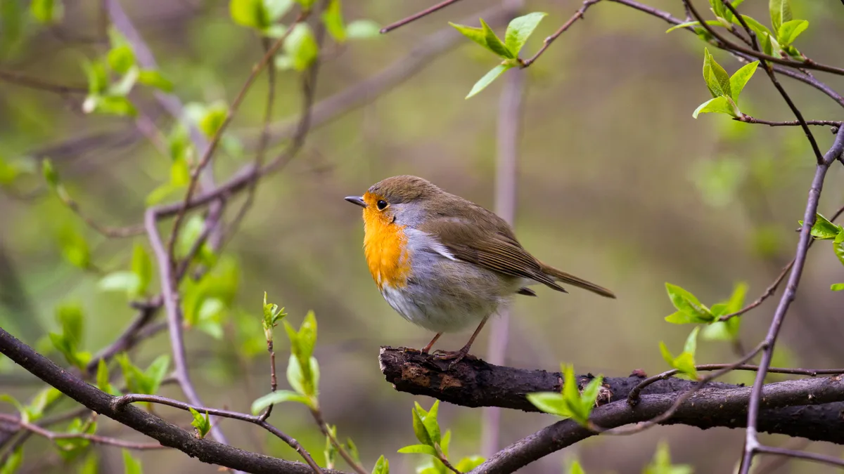 European robin photographed at eye level in soft outdoor morning light European robin captured at eye level with smooth background blur in soft morning light