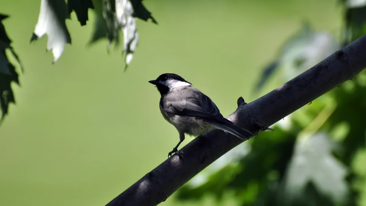 Carolina chickadee perched on a mossy branch in backyard lighting Carolina chickadee on a natural branch demonstrating beginner bird photography feeder setup