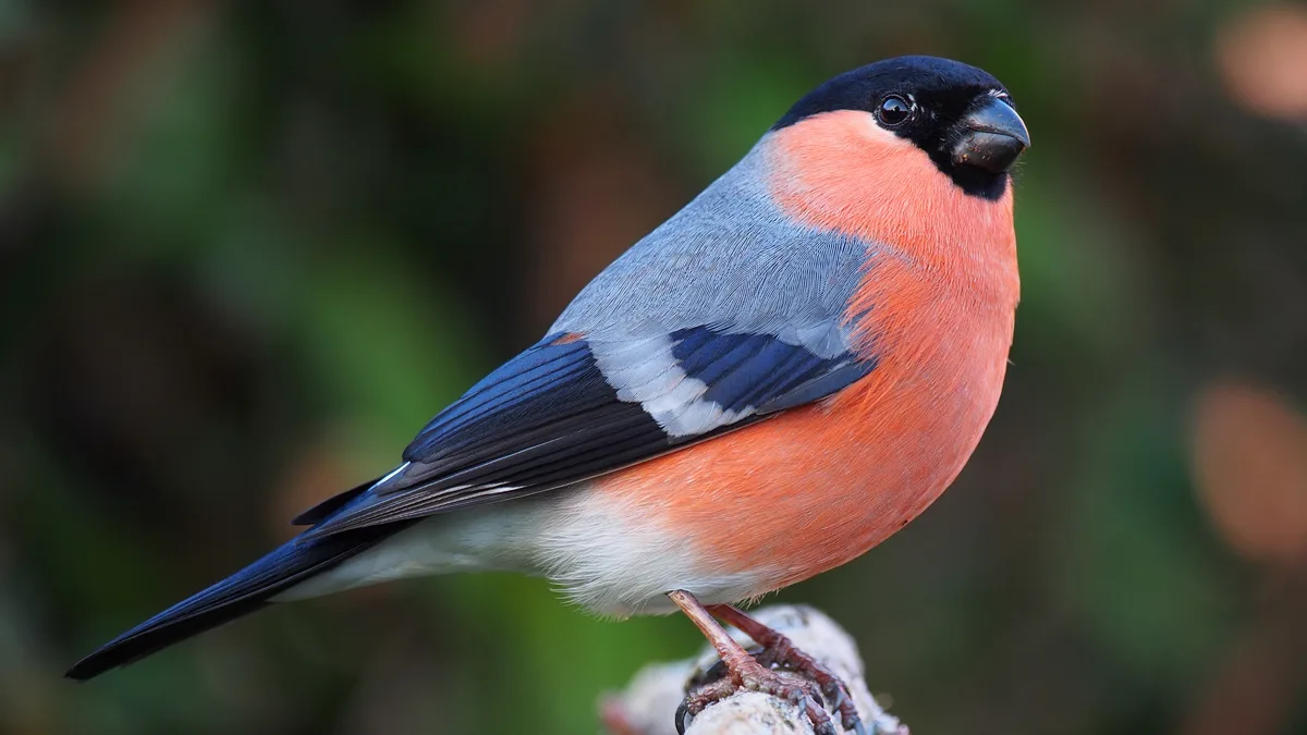 Male bullfinch perched displaying sharp feather texture and eye catchlight Male bullfinch photographed with fast shutter speed showing crisp feather detail and eye catchlight