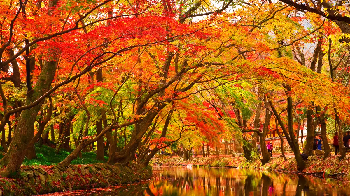 Woodland stream reflecting autumn maple canopy with reduced surface glare Autumn maple foliage by a woodland creek demonstrating reflections and polarizing filter contrast