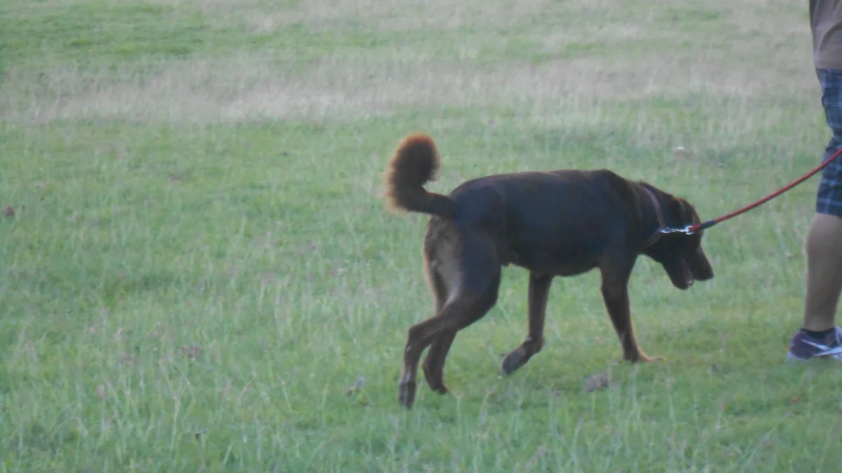 Dog running across green grass demonstrating action dog photography tips