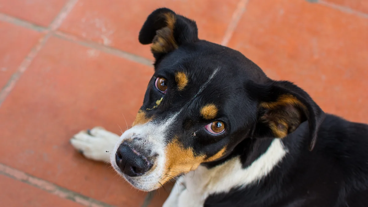 Close up pet portrait displaying eye tracking focus in dog photography