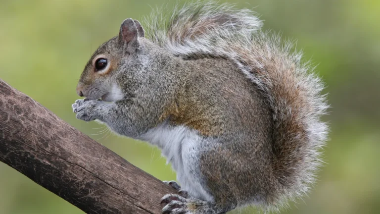 Eastern gray squirrel showing aperture depth of field in exposure triangle photography