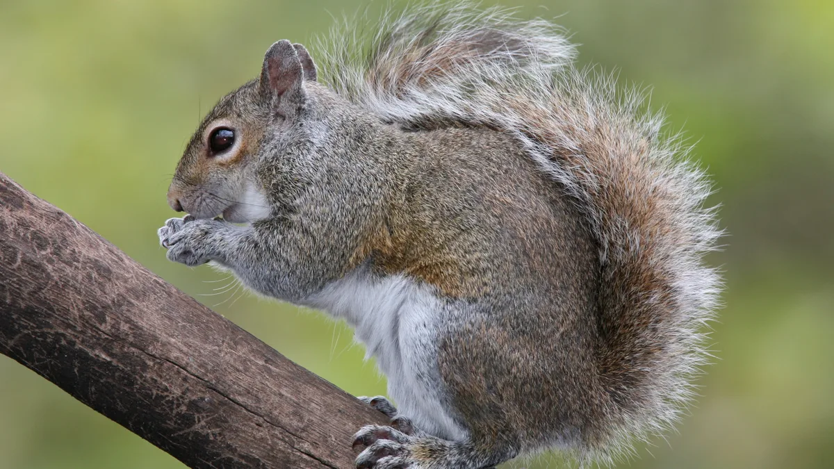 Eastern gray squirrel foraging on grass with soft depth of field from wide aperture Eastern gray squirrel showing aperture depth of field in exposure triangle photography