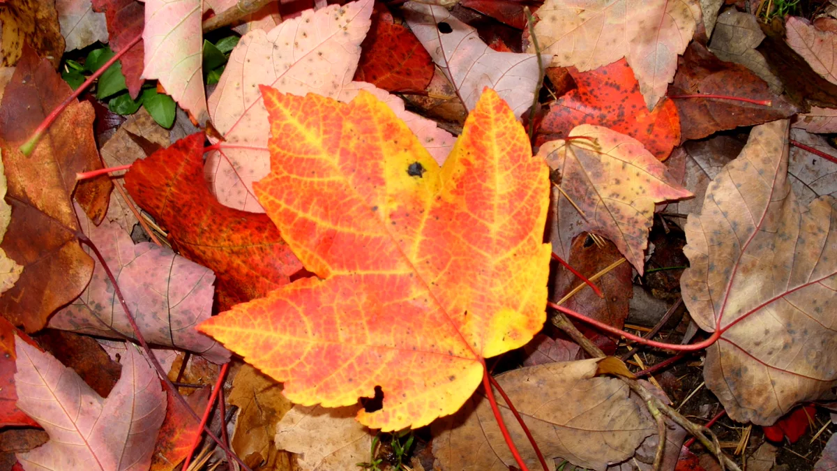 Red maple leaves under soft overcast autumn lighting Vibrant red maple leaves demonstrating fall foliage photography in soft outdoor light