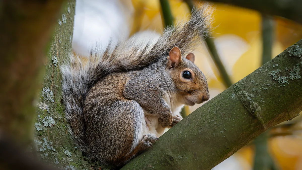 Eastern grey squirrel foraging among fallen autumn leaves Eastern grey squirrel foraging among colorful autumn foliage and fallen deciduous leaves