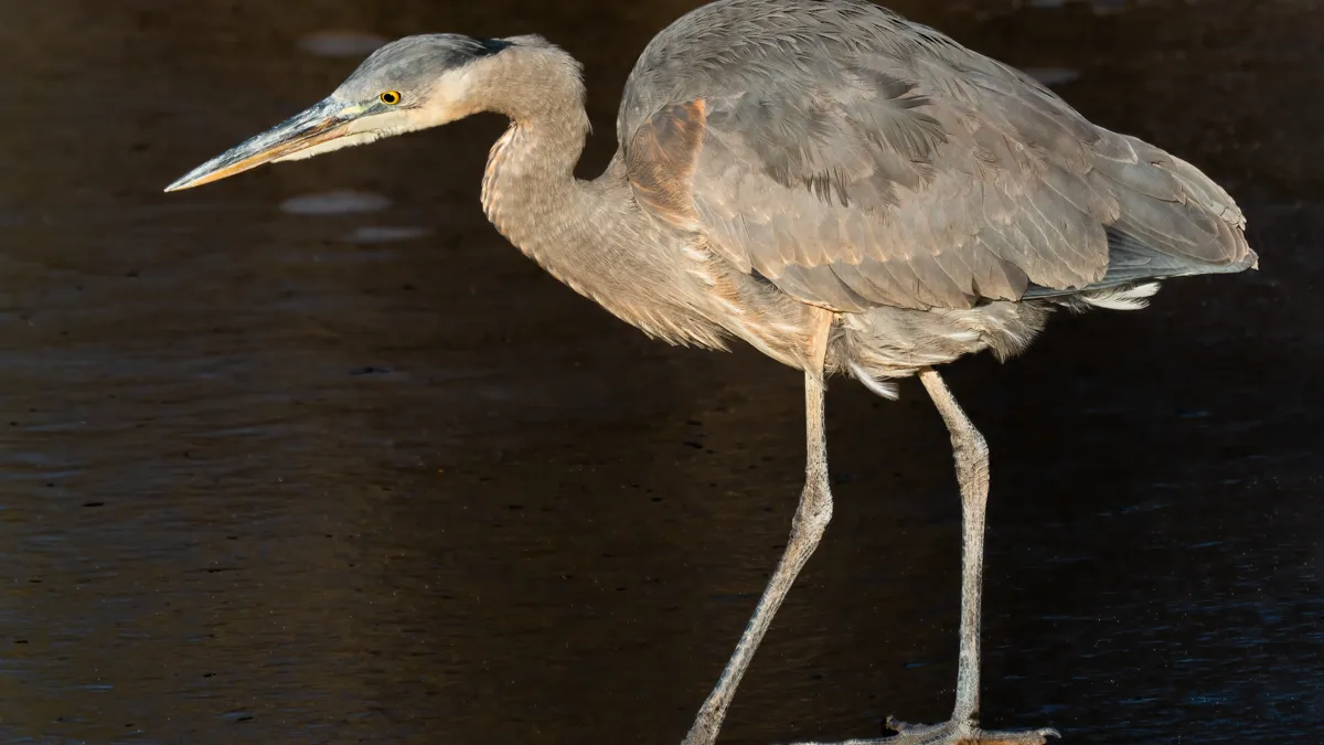 Great blue heron in open water during golden hour sunset Great blue heron in calm water showing golden hour sunset light and reflections