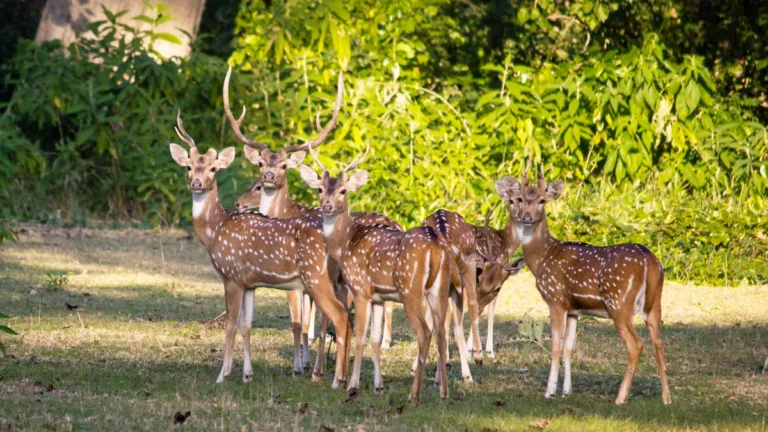 Spotted deer standing in grass demonstrating golden hour photography rim light