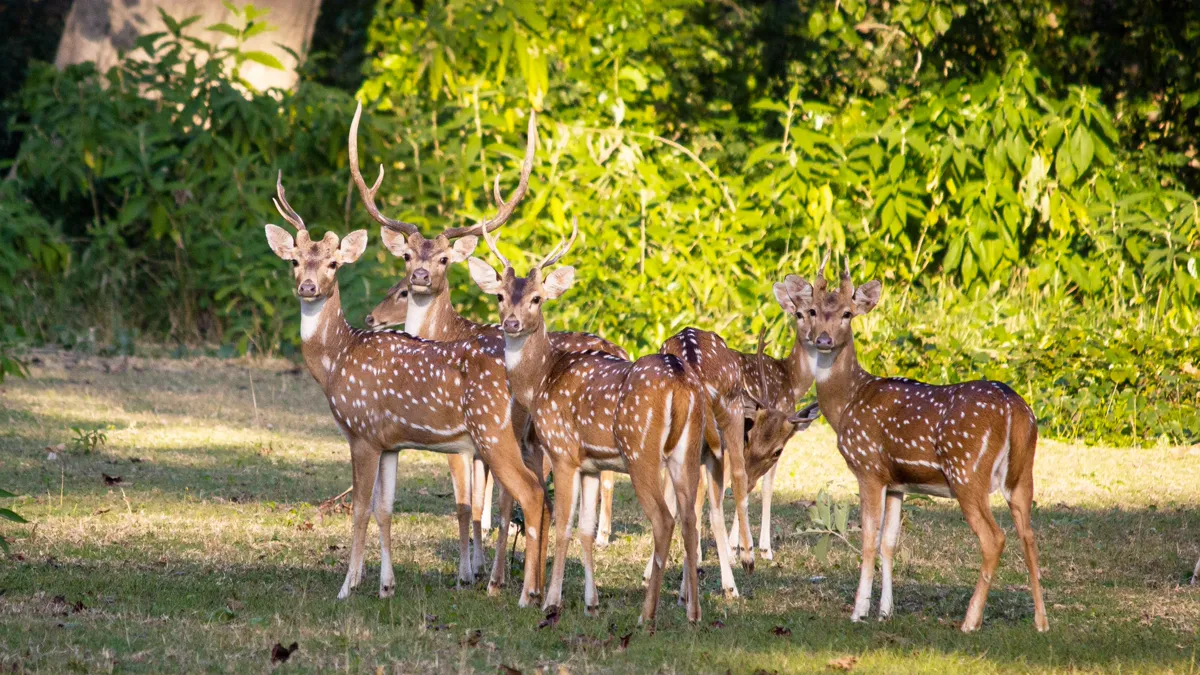 Spotted deer illuminated by low-angle golden hour backlight Spotted deer standing in grass demonstrating golden hour photography rim light