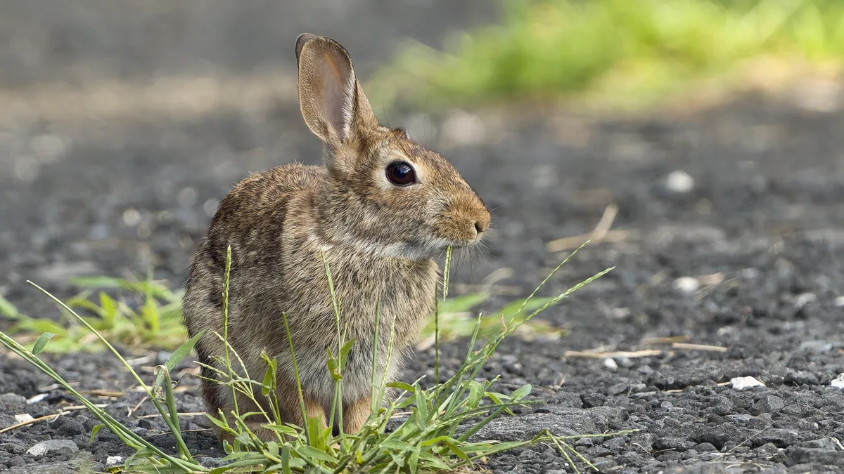 Eastern cottontail rabbit grazing in soft evening grass with balanced ISO exposure Eastern cottontail rabbit demonstrating clean ISO photography in natural outdoor light