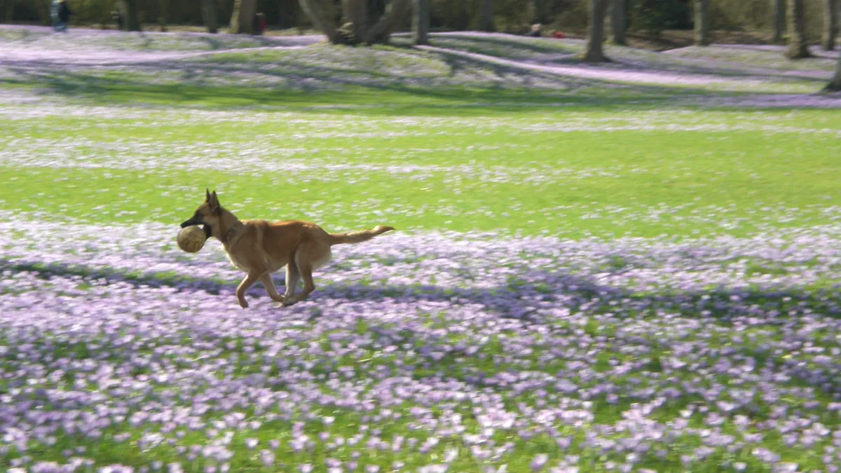 Energetic dog running on green grass chasing a toy Action dog running on grass demonstrating fast shutter speed in outdoor pet photography