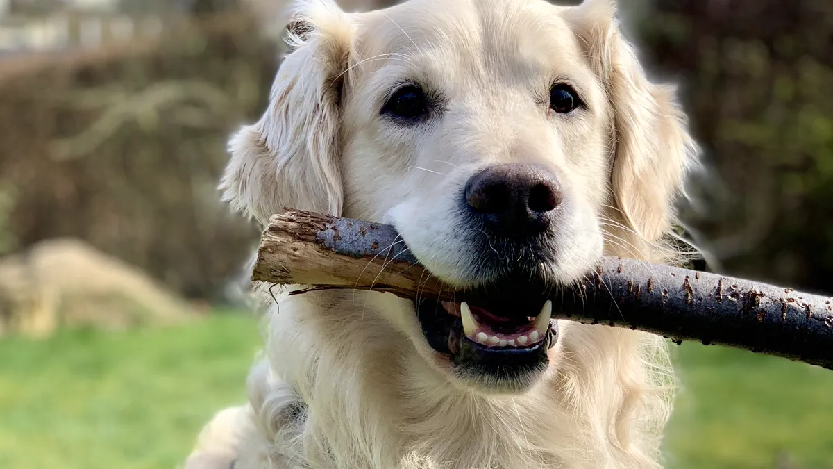 Golden retriever sitting on grass photographed from eye level Golden retriever looking directly at camera demonstrating eye level pet photography