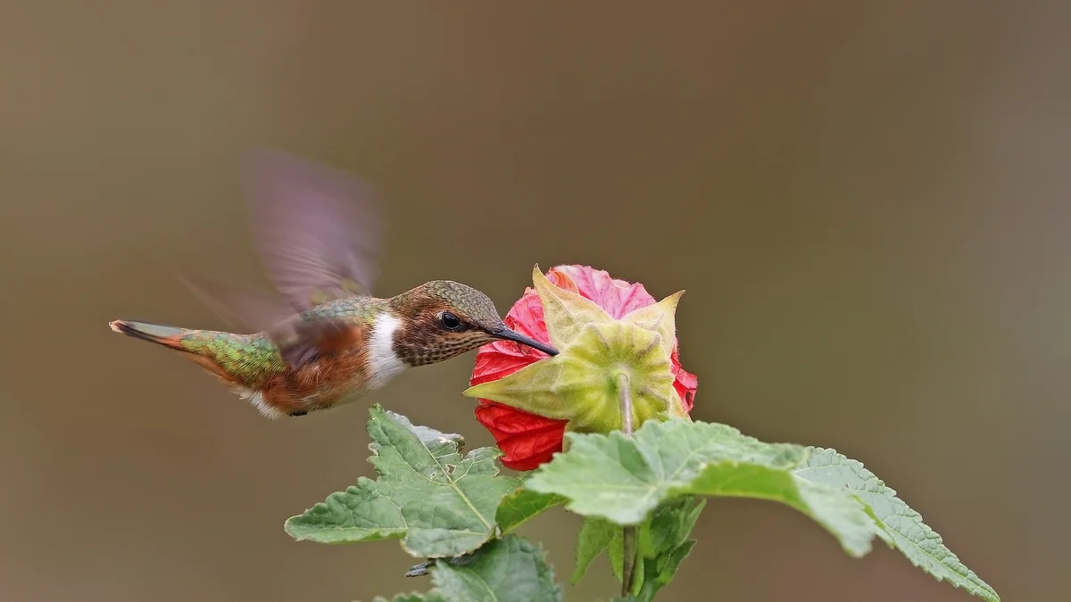 Shutter speed setting freezes wing motion of a hummingbird in flight