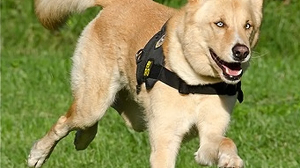 Fast shutter speed captures sharp detail of a dog running outdoors