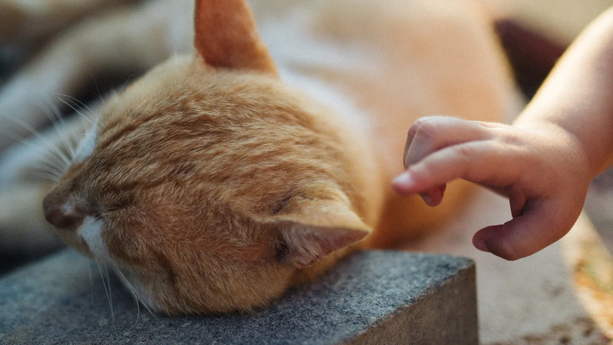 Slower shutter speed used for a stationary indoor sleeping cat